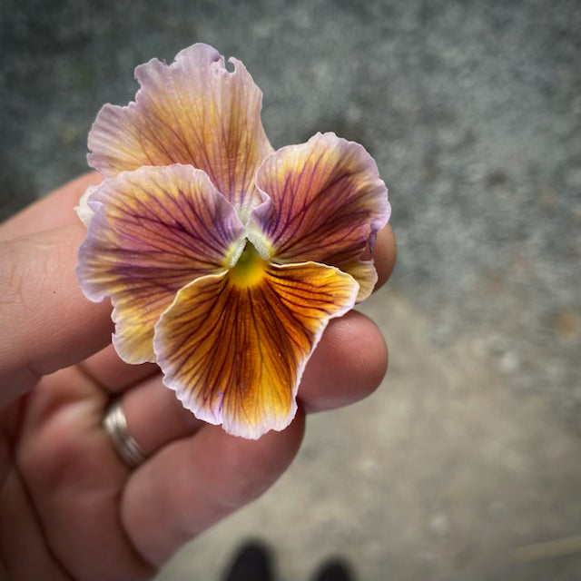 Pansy - Chianti Shades