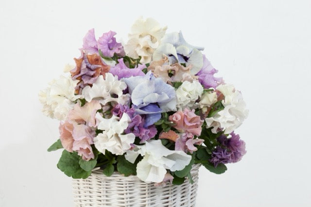 Pansy - Sweet Pea Mix