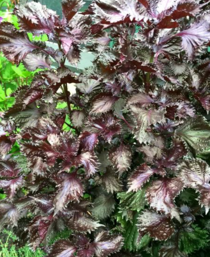 Perilla - Red – AG Flower Seeds