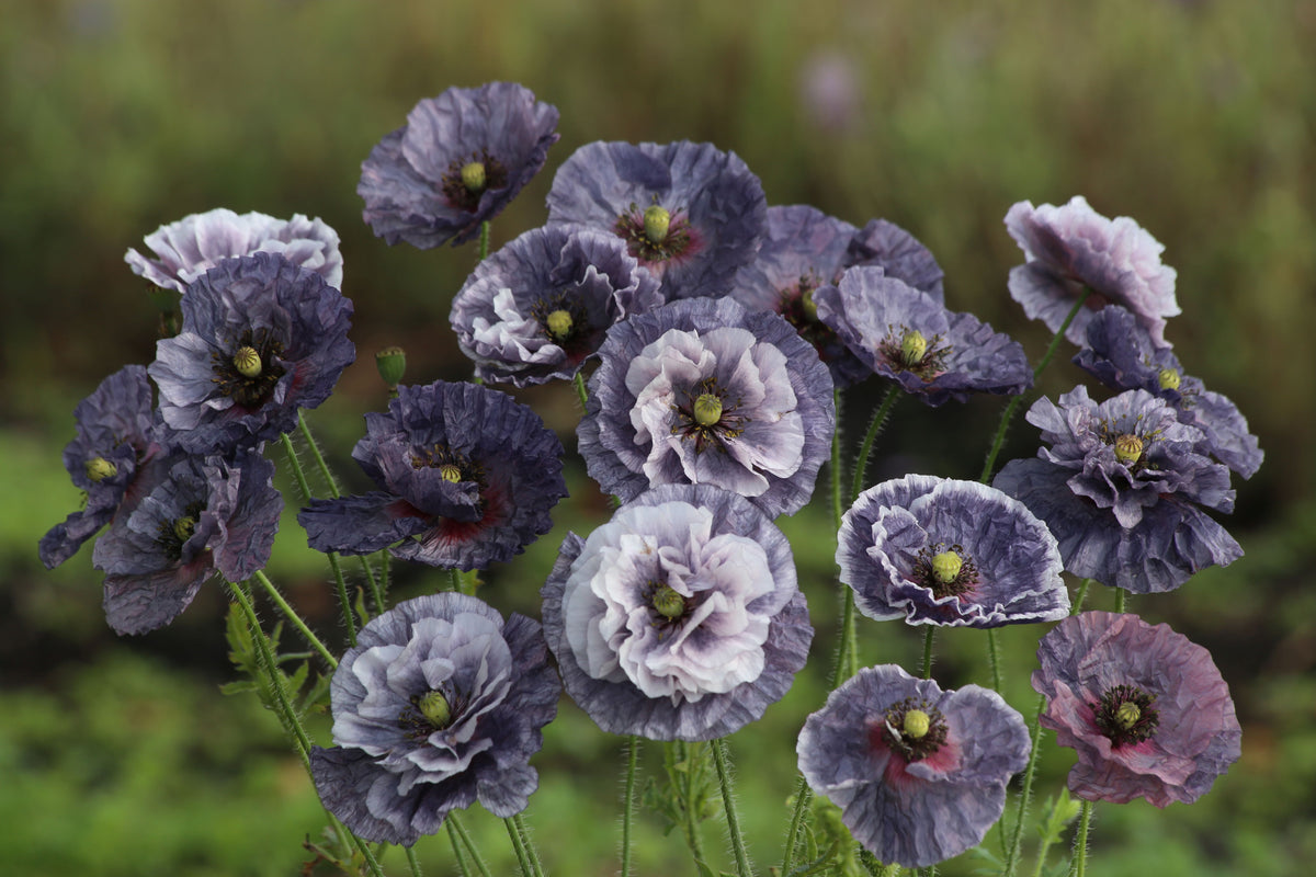Shirley Poppy - Amazing Grey