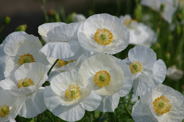 Shirley Poppy - Bridal Silk