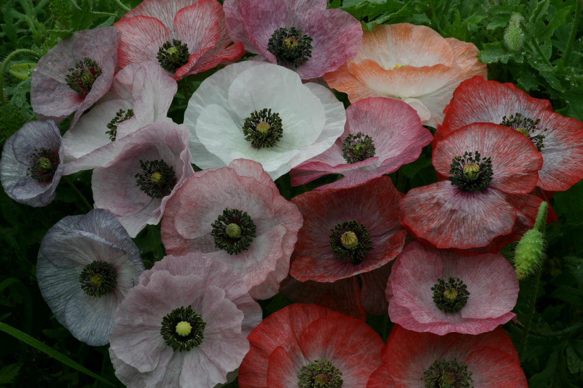 Shirley Poppy - Mother of Pearl
