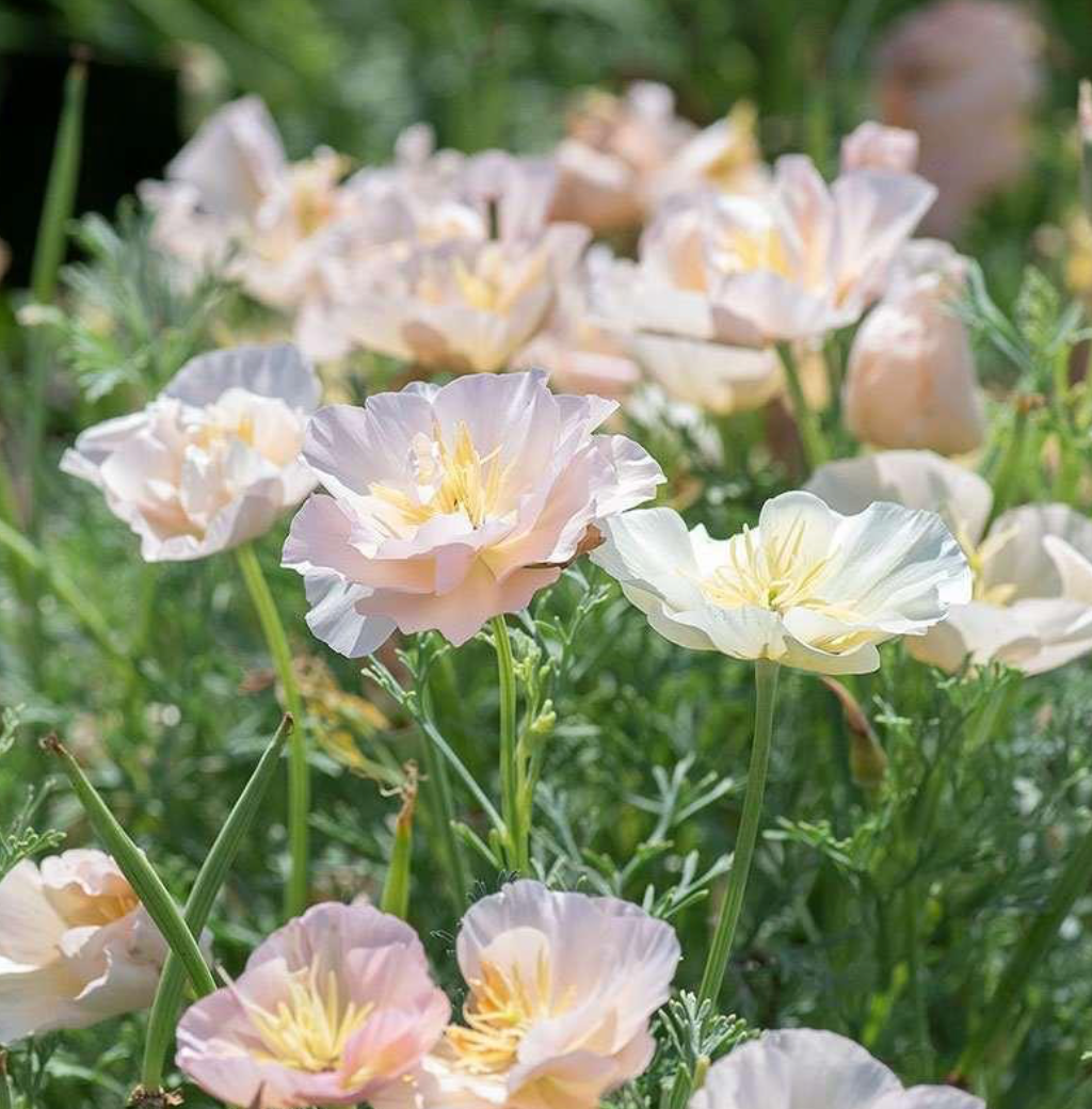Poppy - California Thai Silk Pink Champagne