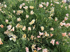 Poppy - California Thai Silk Pink Champagne