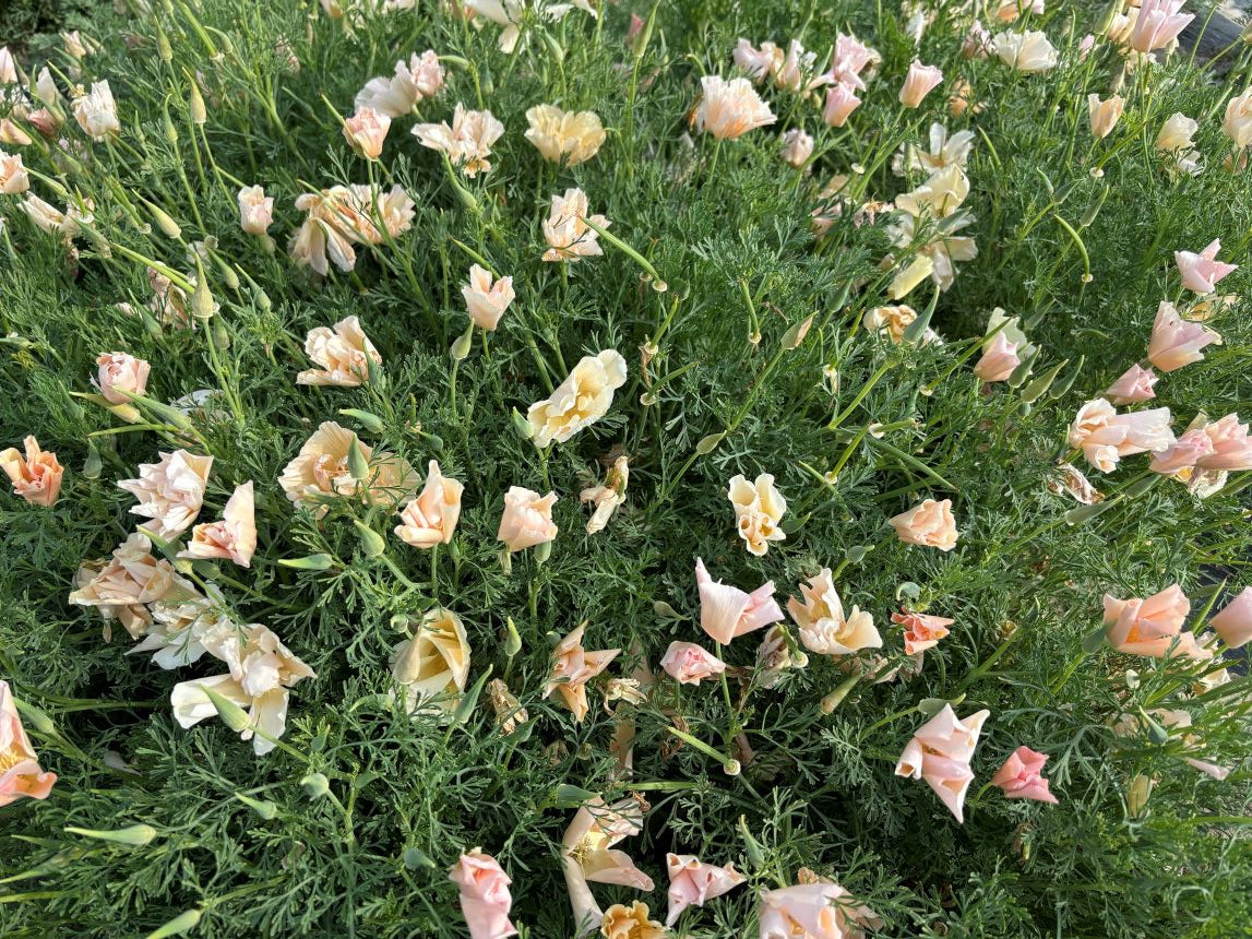 Poppy - California Thai Silk Pink Champagne