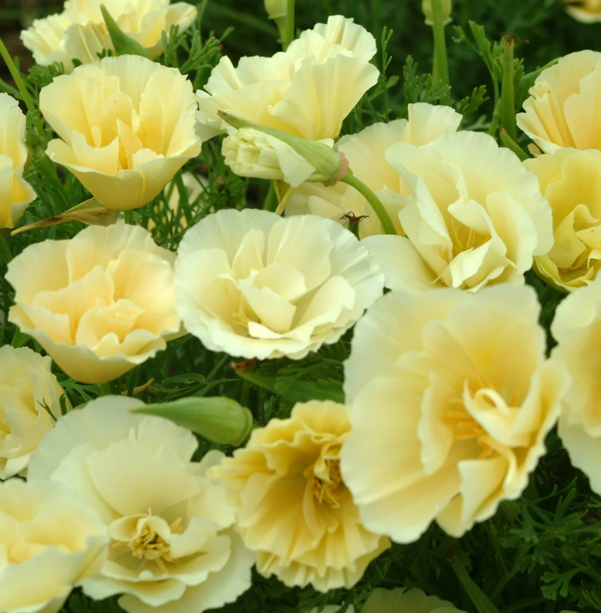 Poppy - California Thai Silk Milkmaid