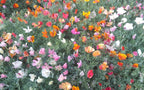 Poppy - California Thai Silk Mixed