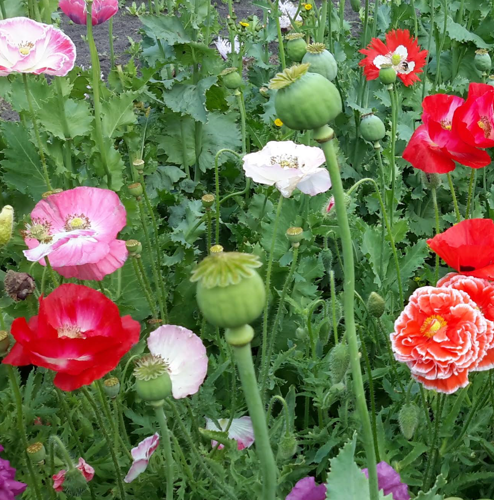 Poppy - Bowling Ball