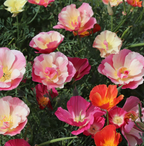 Poppy - California Thai Silk Mixed