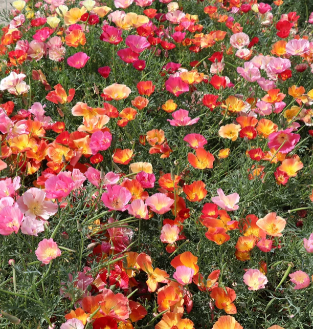 Poppy - California Thai Silk Mixed