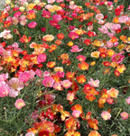 Poppy - California Thai Silk Mixed