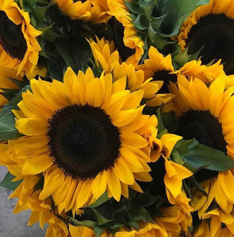 Sunflower - ProCut Horizon