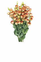 Lisianthus - Pucchino Choco III