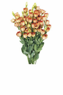 Lisianthus - Pucchino Choco III