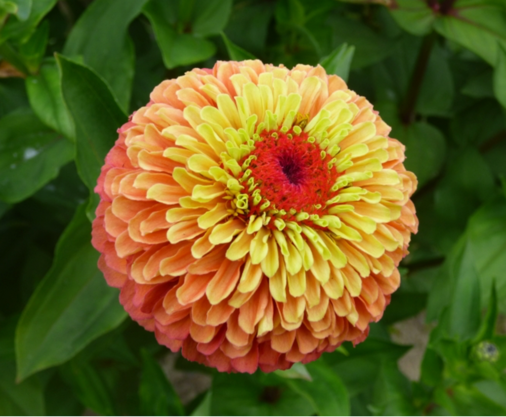 Zinnia - Queeny Lime Orange