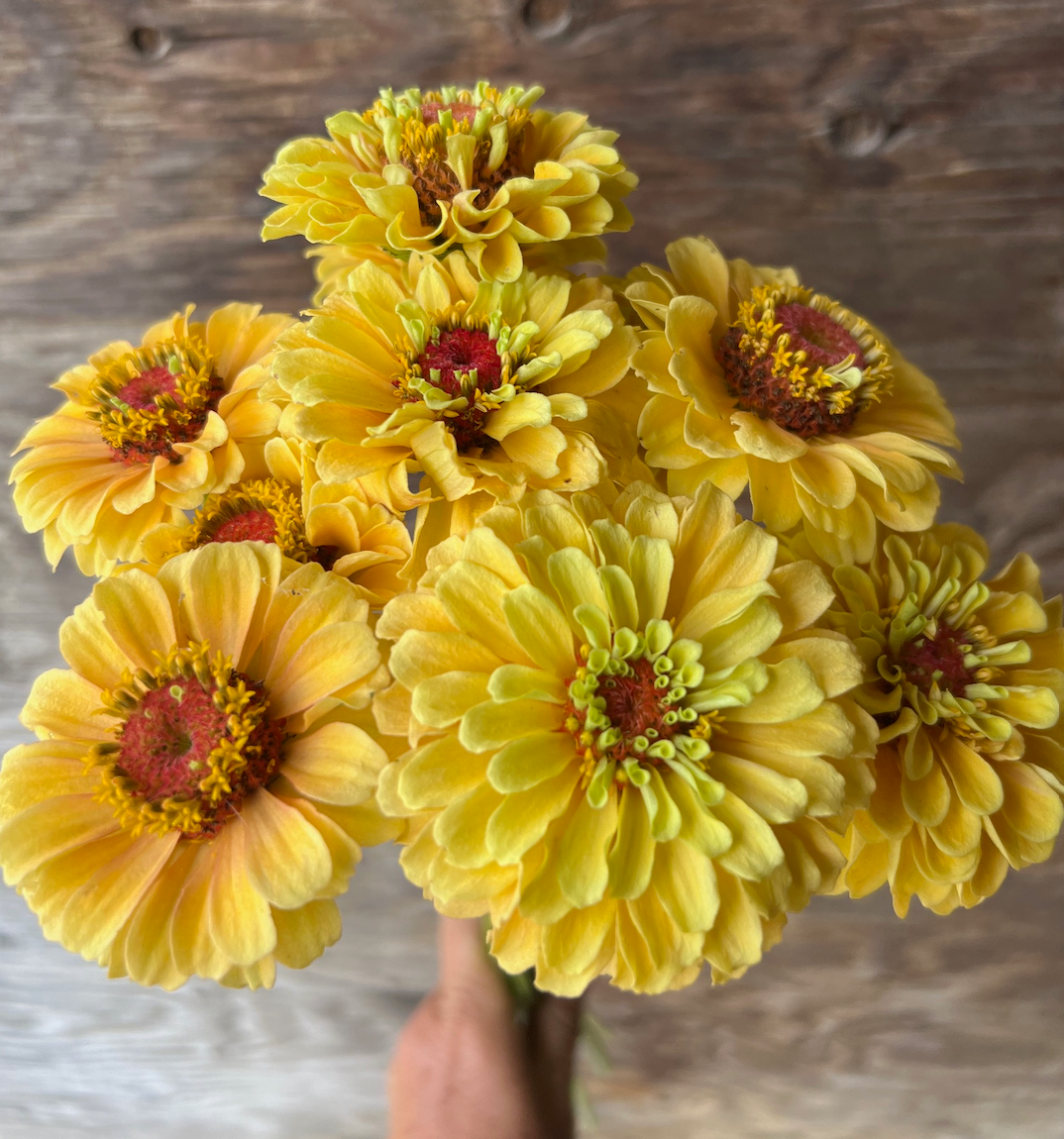 Zinnia - Queeny Lemon Peach