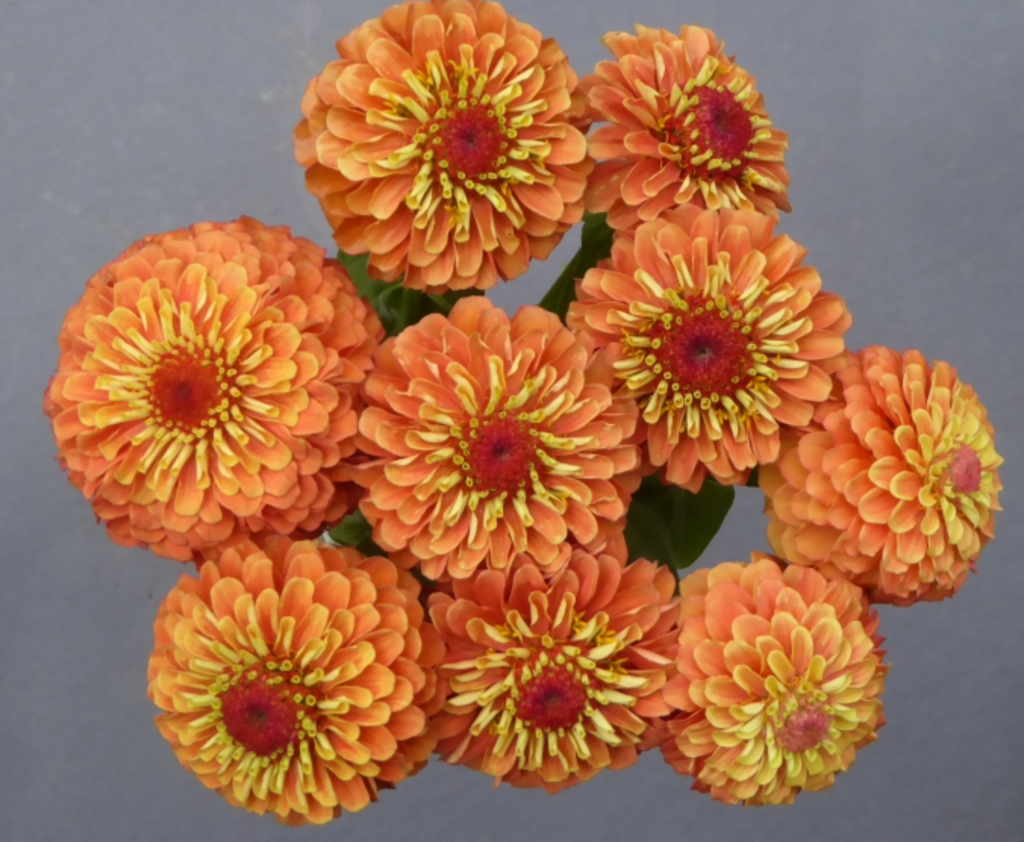 Zinnia - Queeny Lime Orange