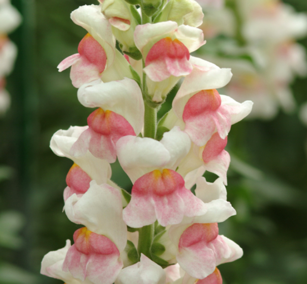 Snapdragon - Potomac Appleblossom