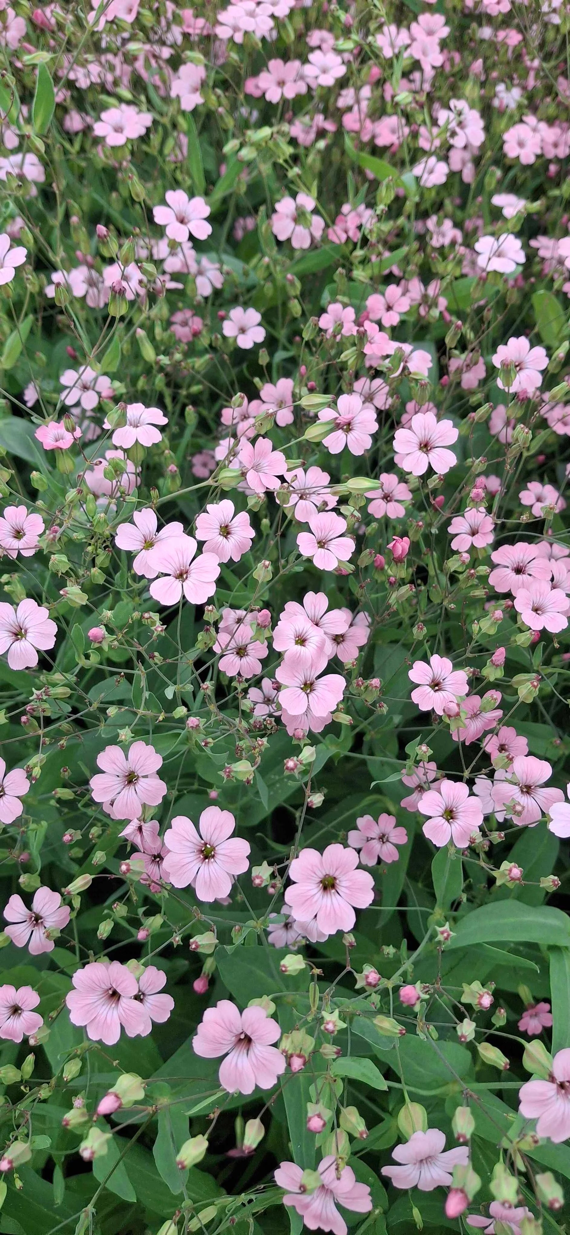 Saponaria - Pink Beauty