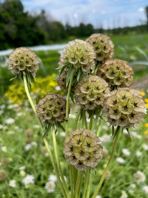 Scabiosa - Starflower