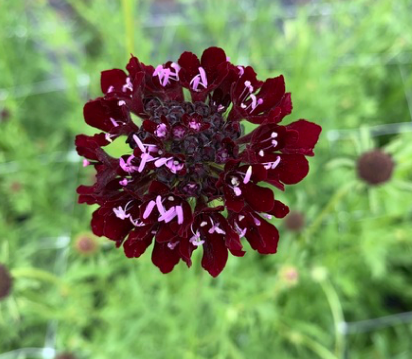 Scabiosa - Black Knight
