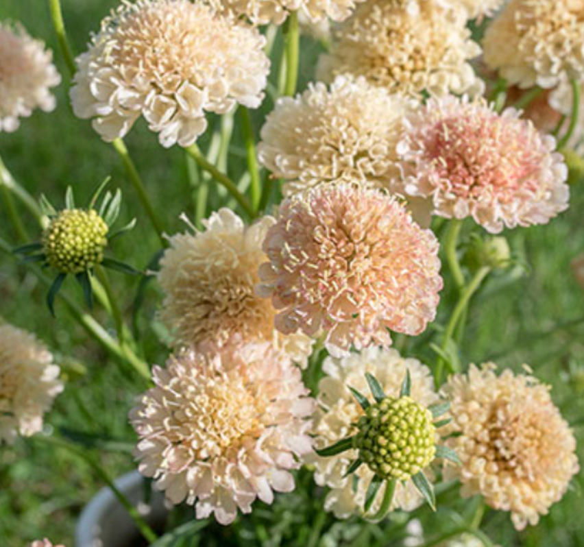 Scabiosa - Fata Morgana