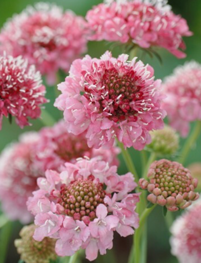 Scabiosa - Salmon Queen