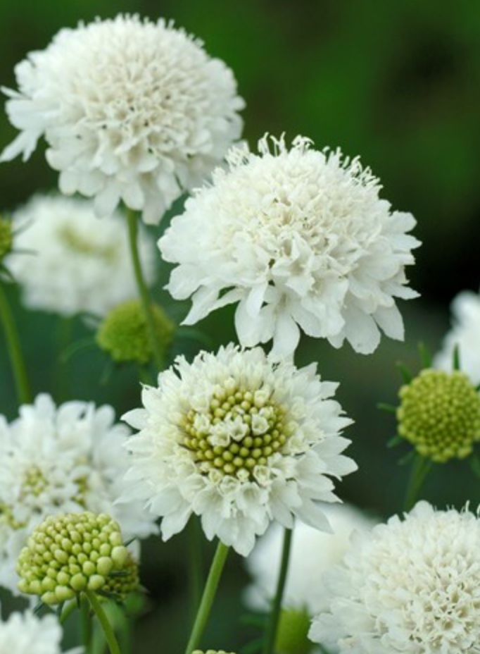 Scabiosa - Snowmaiden