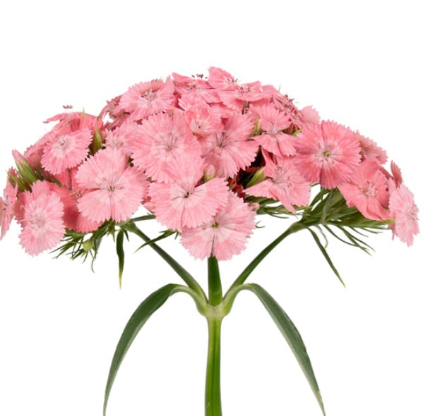 Dianthus - Barcelona Pink