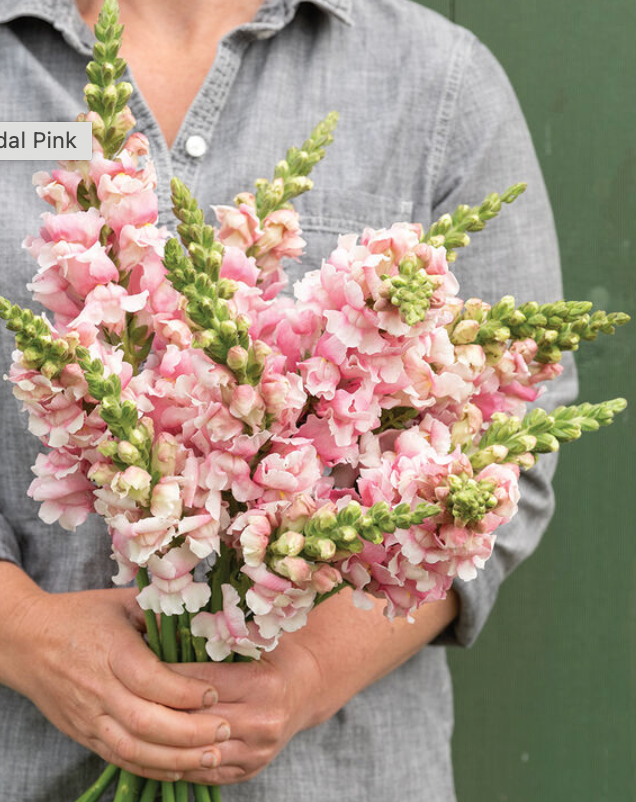 Snapdragon - Bridal Pink