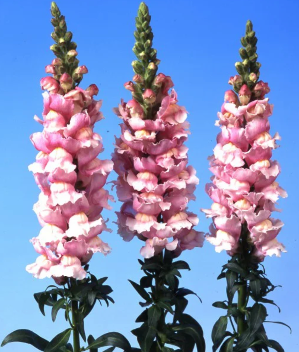Snapdragon - Bridal Pink