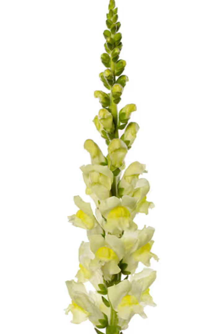 Snapdragon - Cannes Lemon II-III