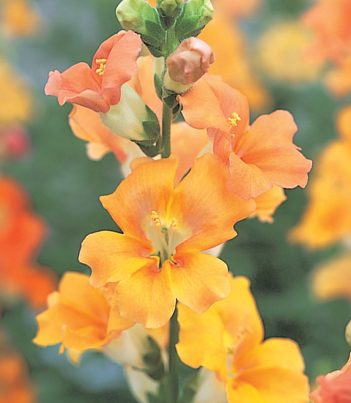 Snapdragon - Chantilly Light Salmon