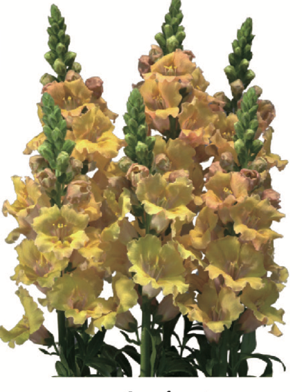 Snapdragon - Frappe Apricot 1