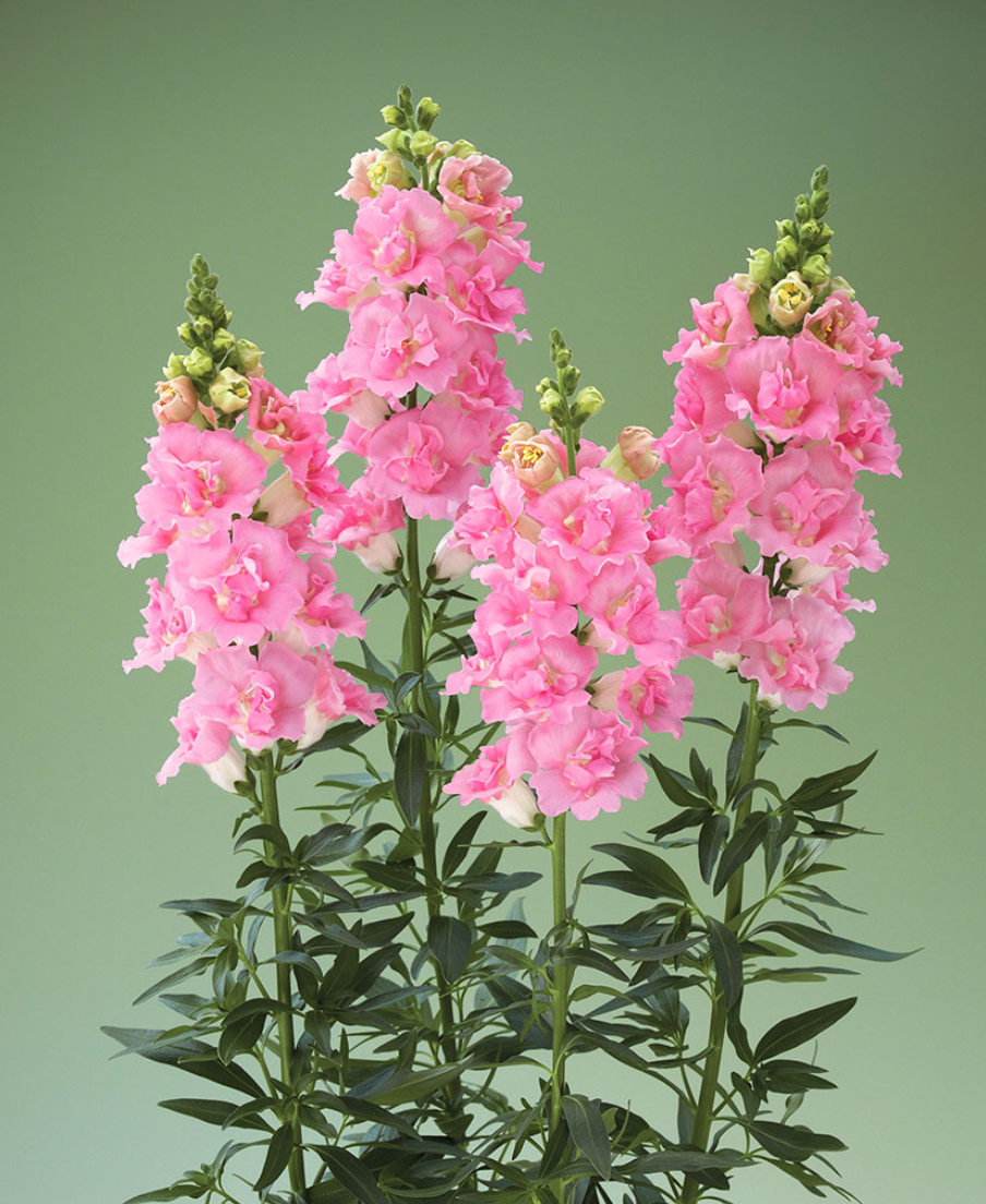 Snapdragon - Legend Double Pink