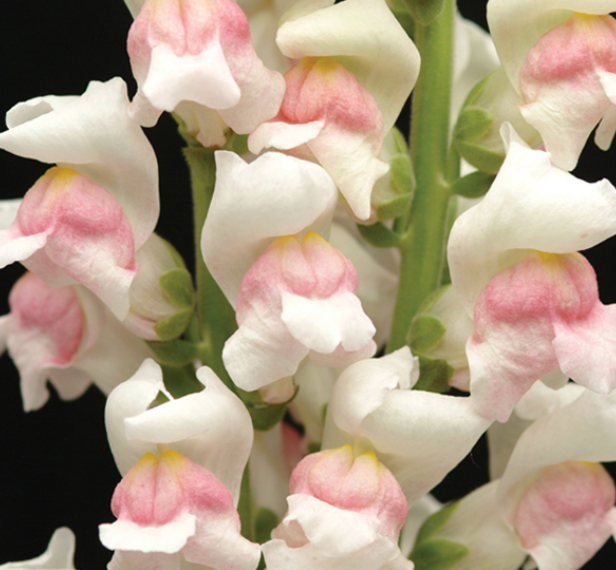 Snapdragon - Maryland Appleblossom