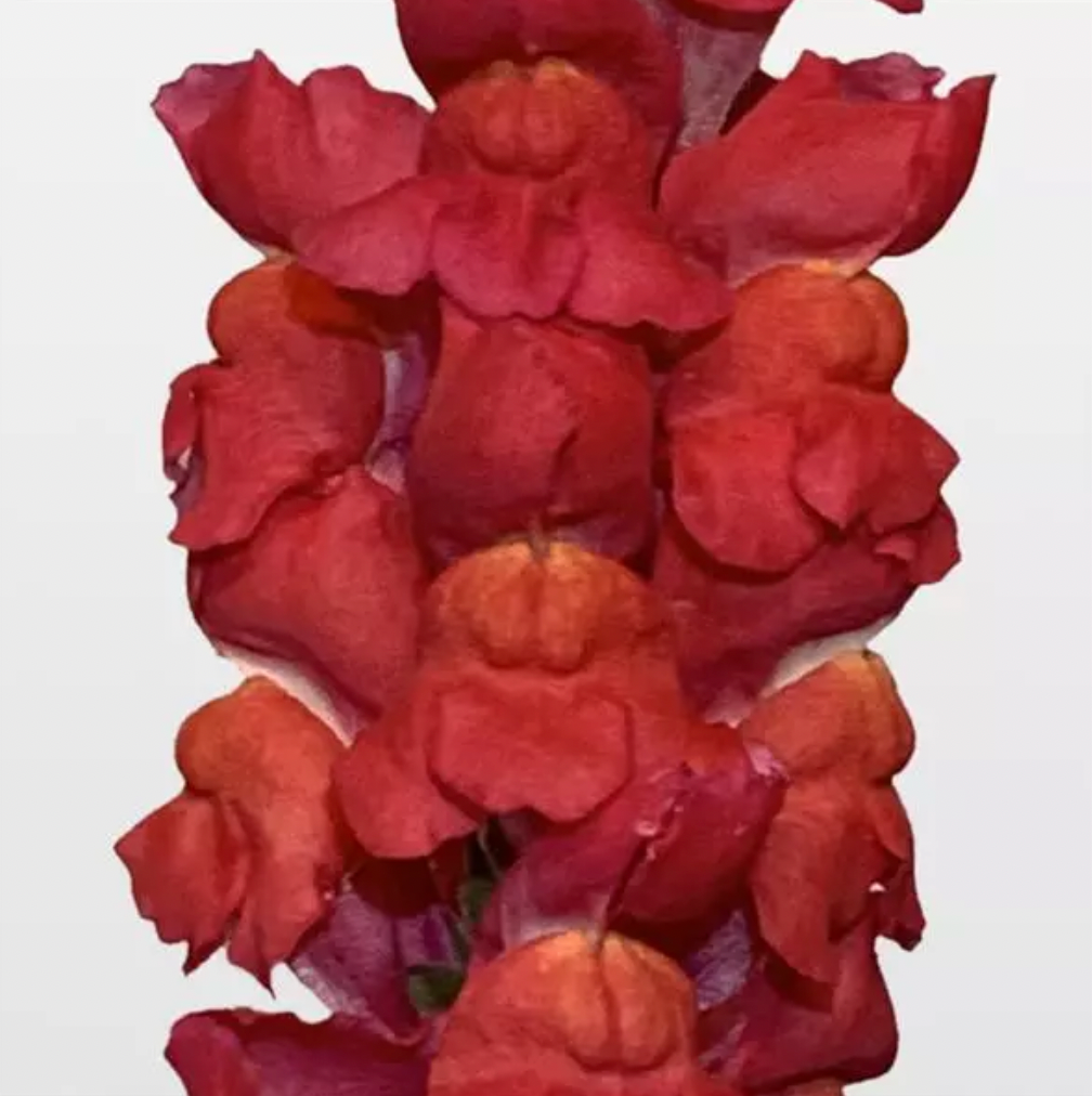 Snapdragon - Maryland Flamingo