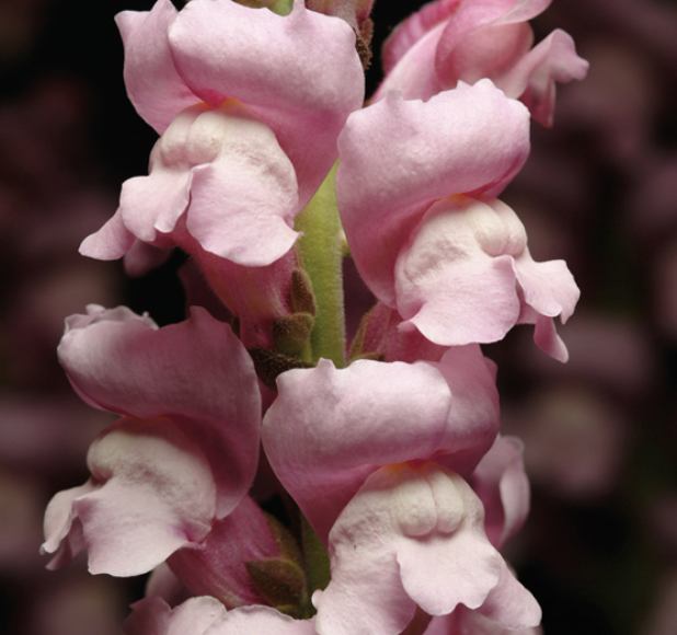 Snapdragon - Maryland Lavender