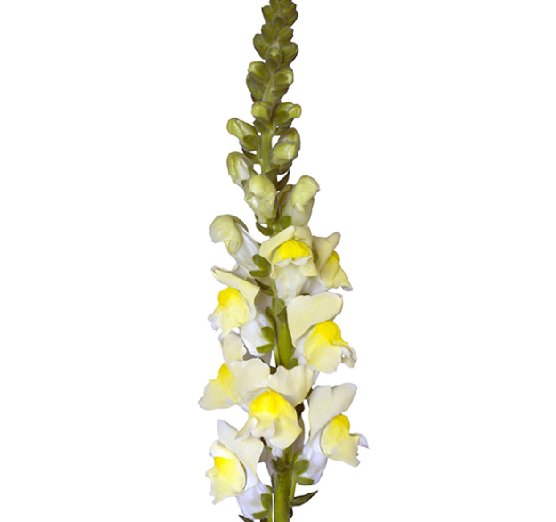 Snapdragon - Orleans Early Yellow