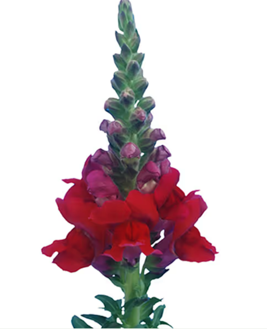 Snapdragon - Orleans Red III-IV