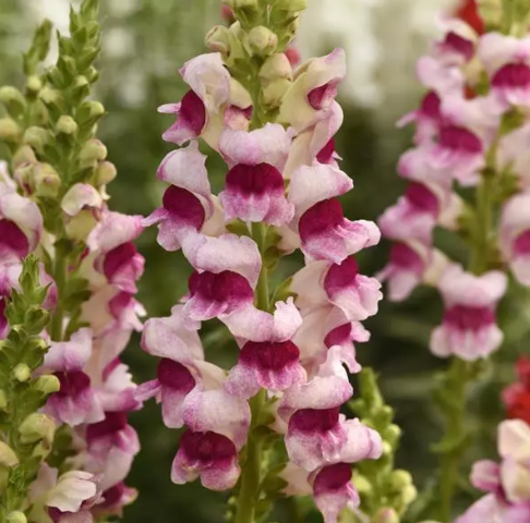Snapdragon - Plumblossom