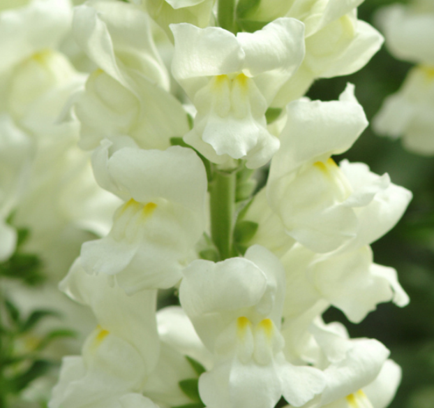 Snapdragon - Potomac Ivory White