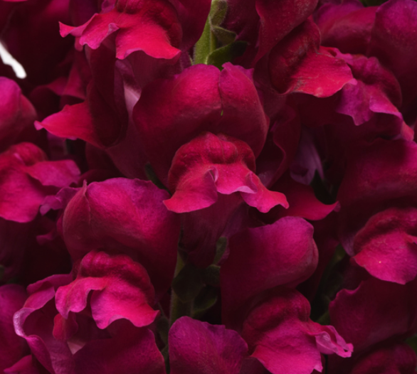 Snapdragon - Potomac Royal Improved