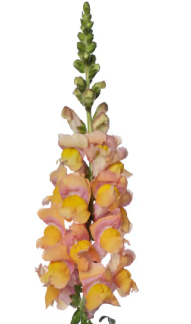 Snapdragon - Toulon Apricot V