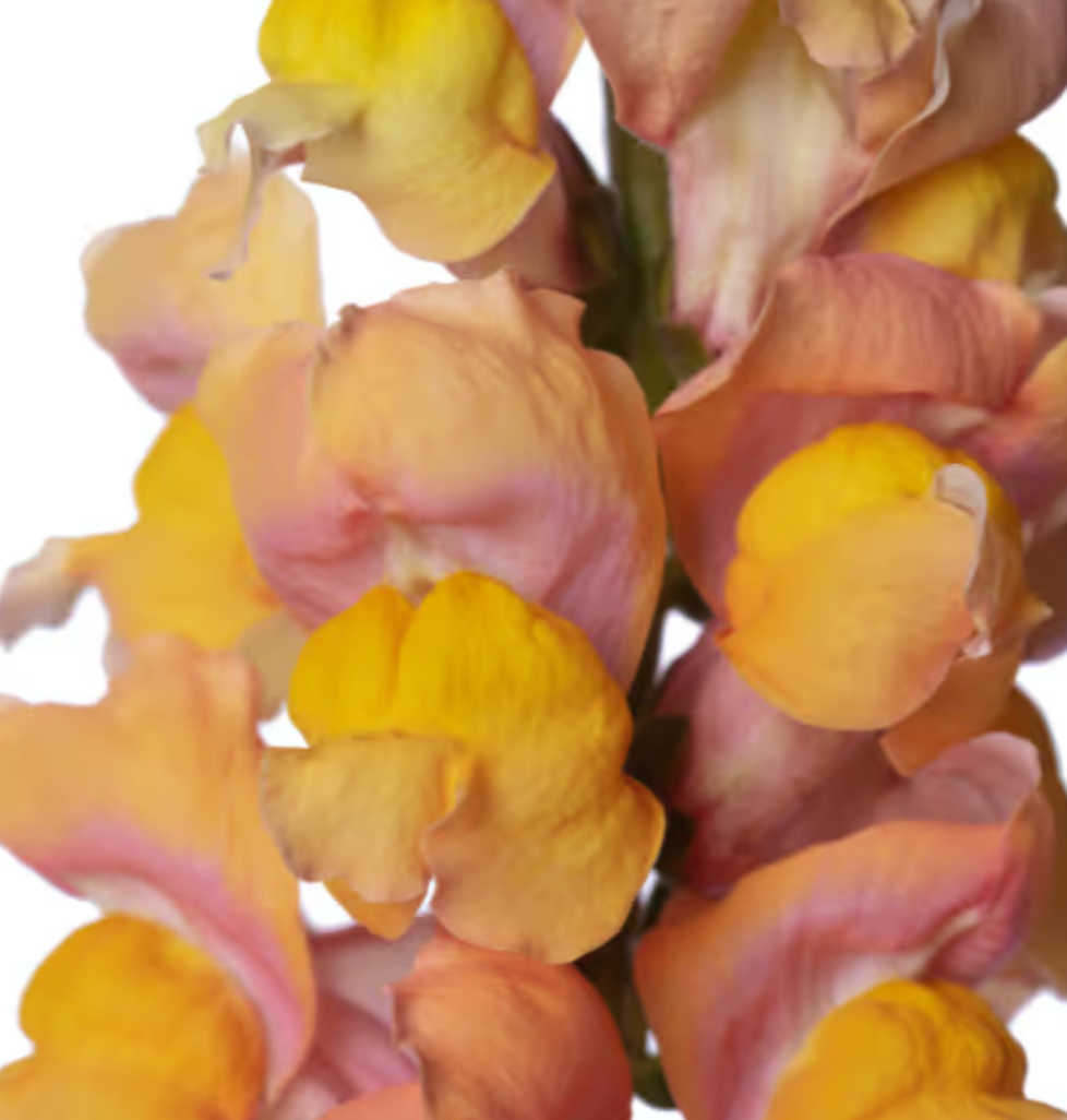 Snapdragon - Toulon Apricot V
