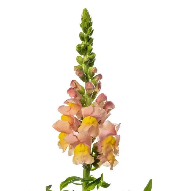 Snapdragon - Avignon Apricot II