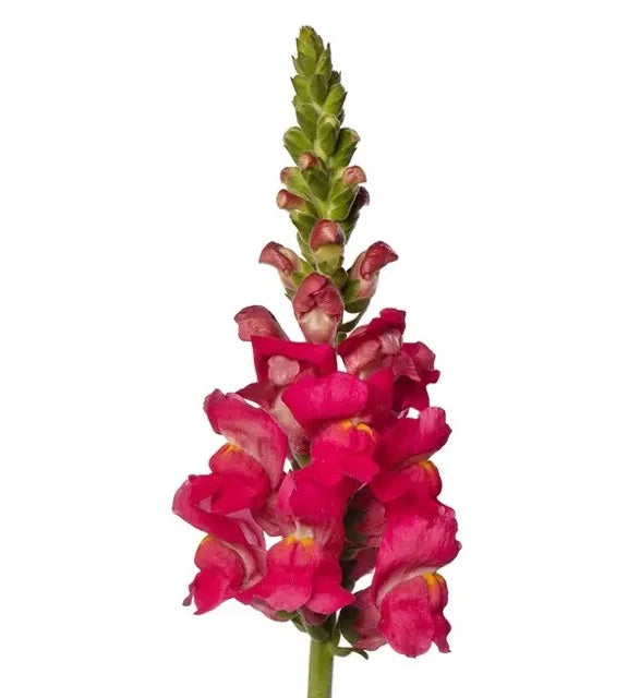 Snapdragon - Avignon Deep Rose II