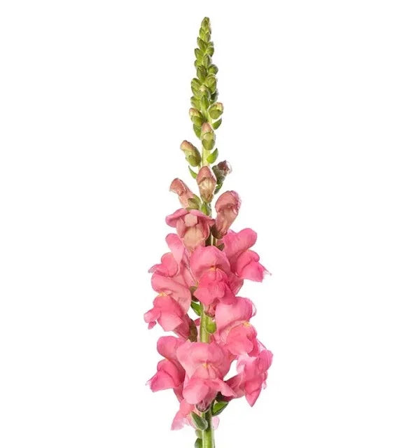 Snapdragon - Avignon Rose II