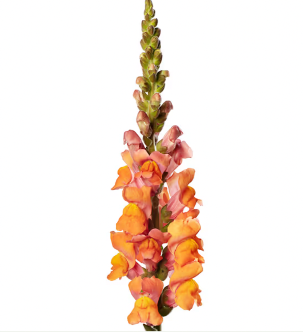 Snapdragon - Avignon Deep Orange  II
