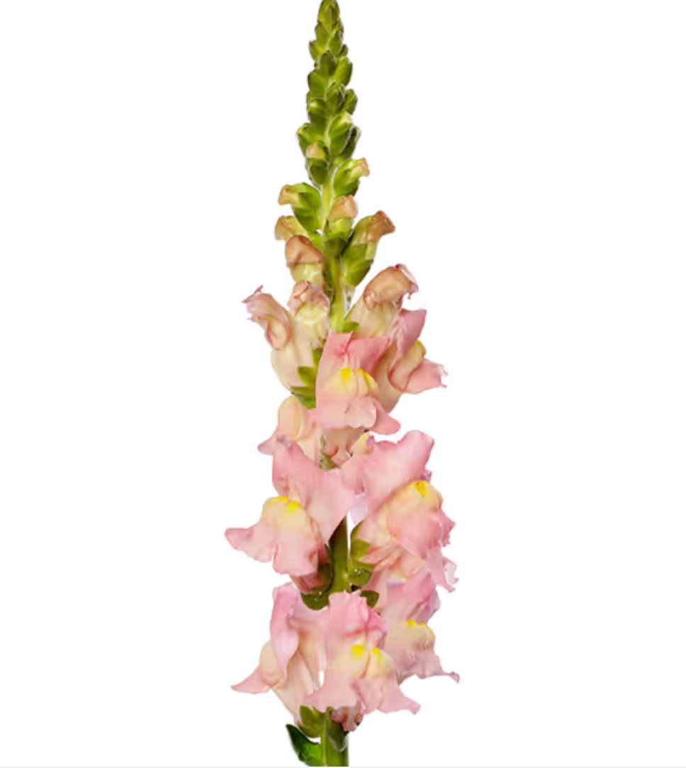 Snapdragon - Antibes Pink I